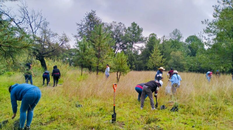 CHIAUTEMPAN SIEMBRA FUTURO: GOBIERNO Y SINDICATOS REFORESTAN CON 400 ÁRBOLES DE PIÑÓN