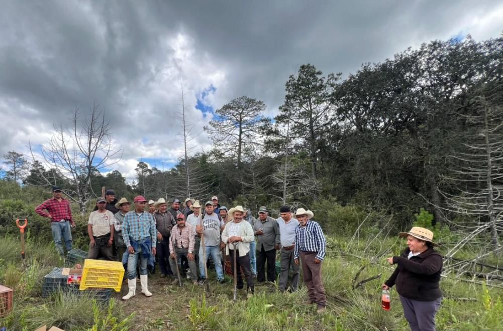 TLAXCO SIEMBRA VIDA: MÁS DE MIL SABINOS REFORESTAN ZONA AFECTADA POR INCENDIO