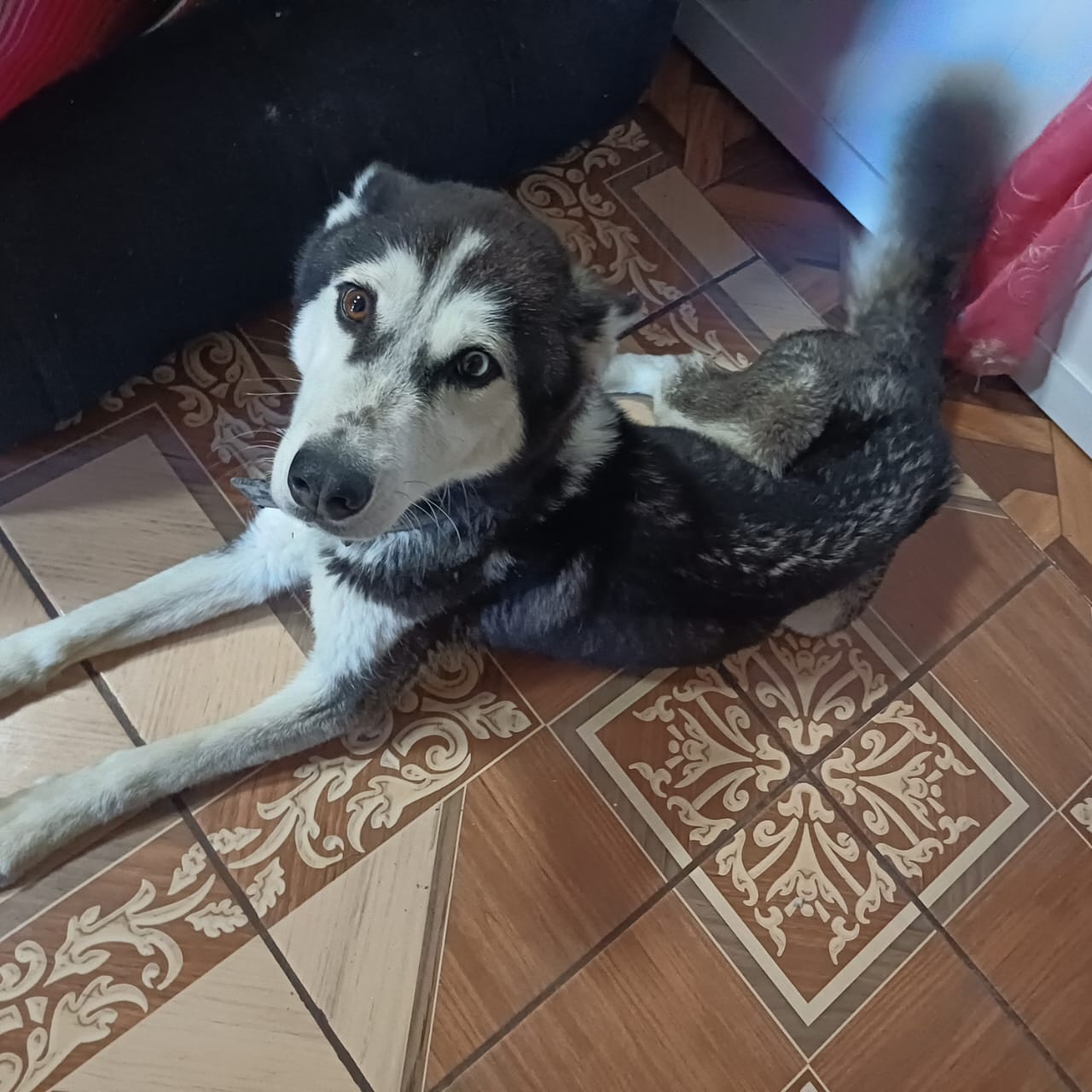 PROPAET Y BIENESTAR ANIMAL RESCATAN A EJEMPLAR EN ESTADO DE MALTRATO EN ATLAHAPA
