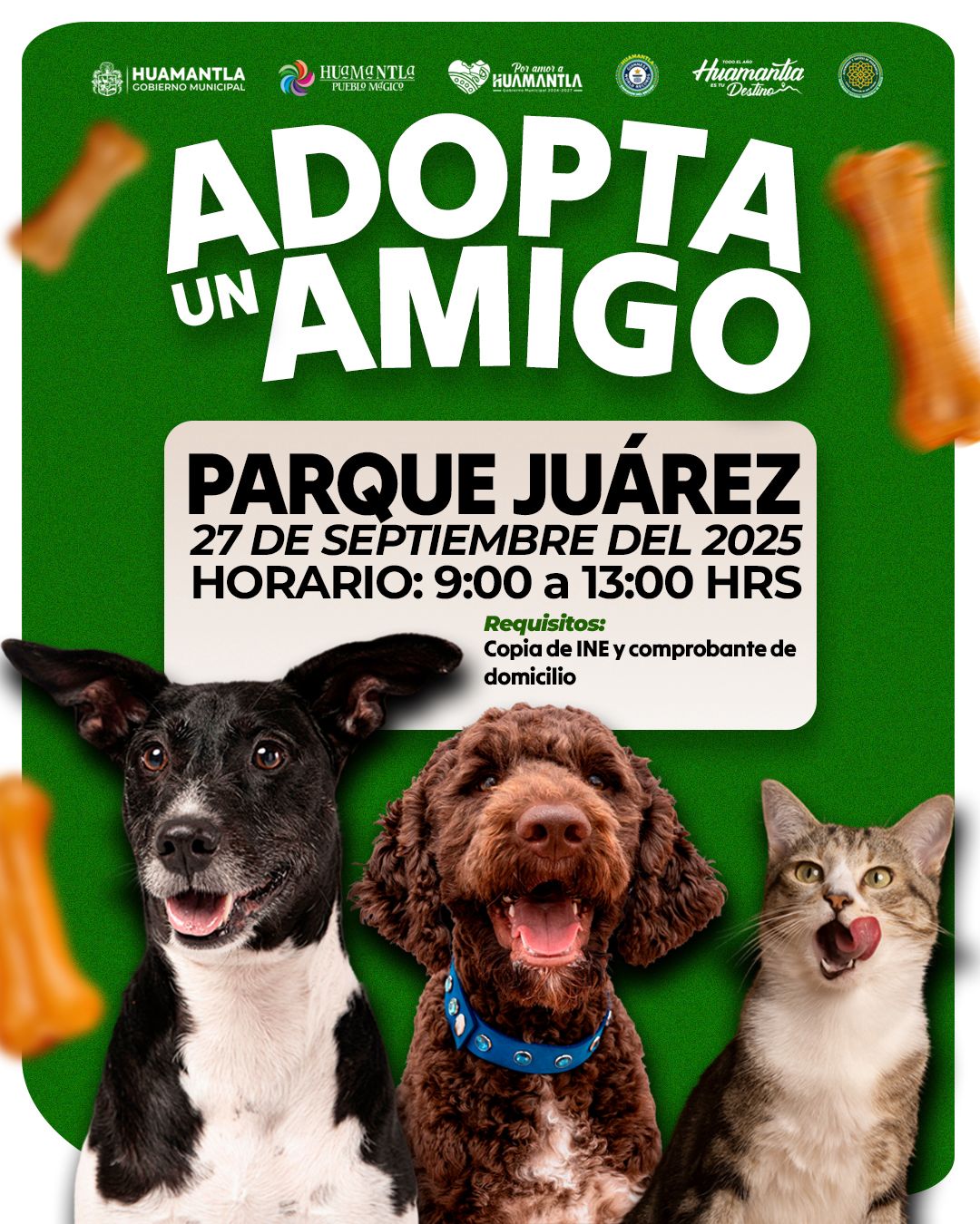 HUAMANTLA INVITA A LA JORNADA DE ADOPCIÓN DE PERROS Y GATOS EN EL PARQUE JUÁREZ