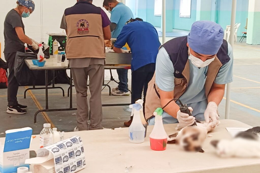 CONCLUYE ESTERILIZACIÓN CANINA Y FELINA EN LA CAPITAL CON MÁS DE 800 MASCOTAS BENEFICIADAS