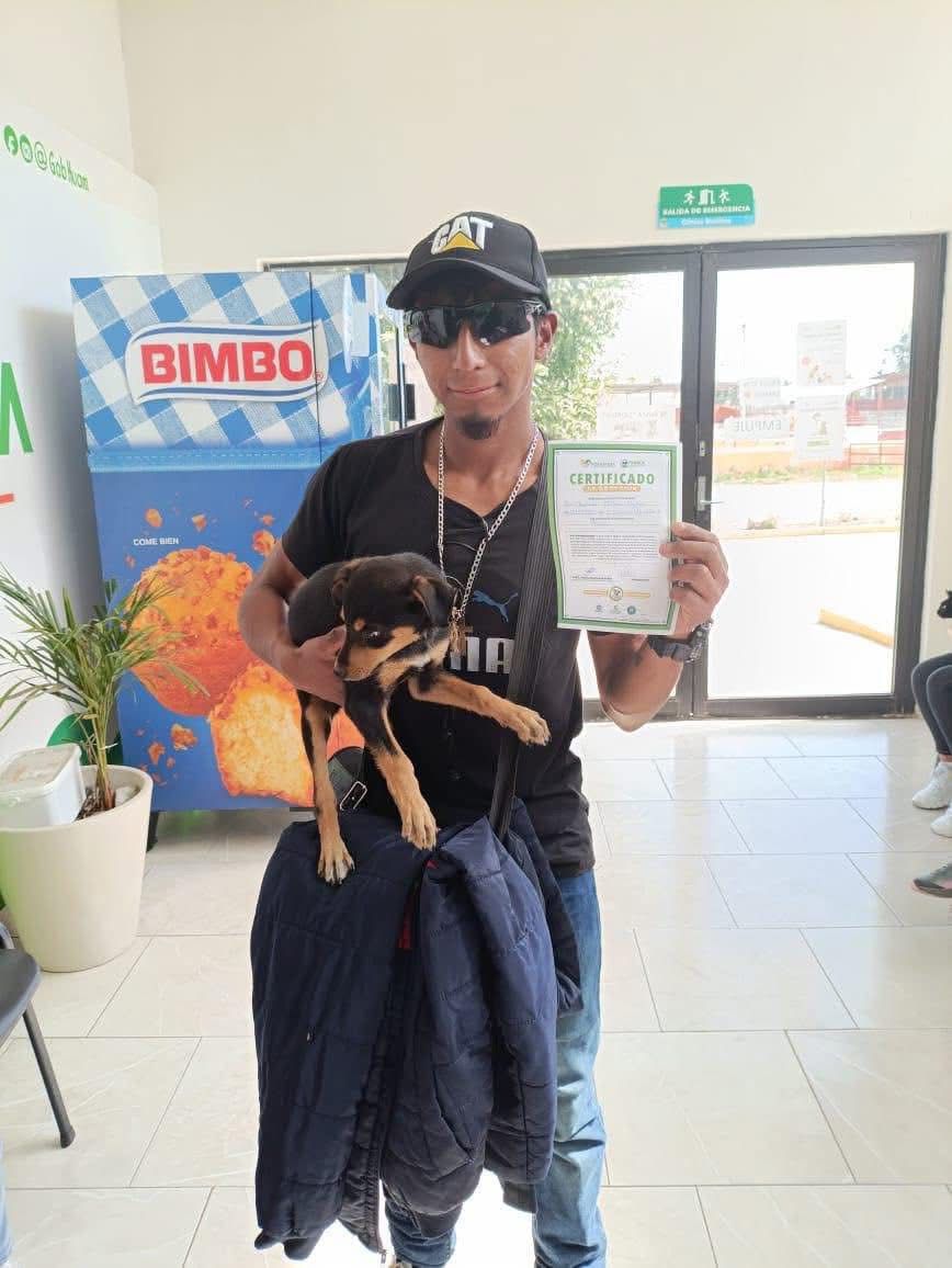 AYUNTAMIENTO DE HUAMANTLA ATIENDE OPORTUNAMENTE REPORTE DE AGRESIÓN DE CANINOS Y REITERA SU COMPROMISO CON EL BIENESTAR ANIMAL