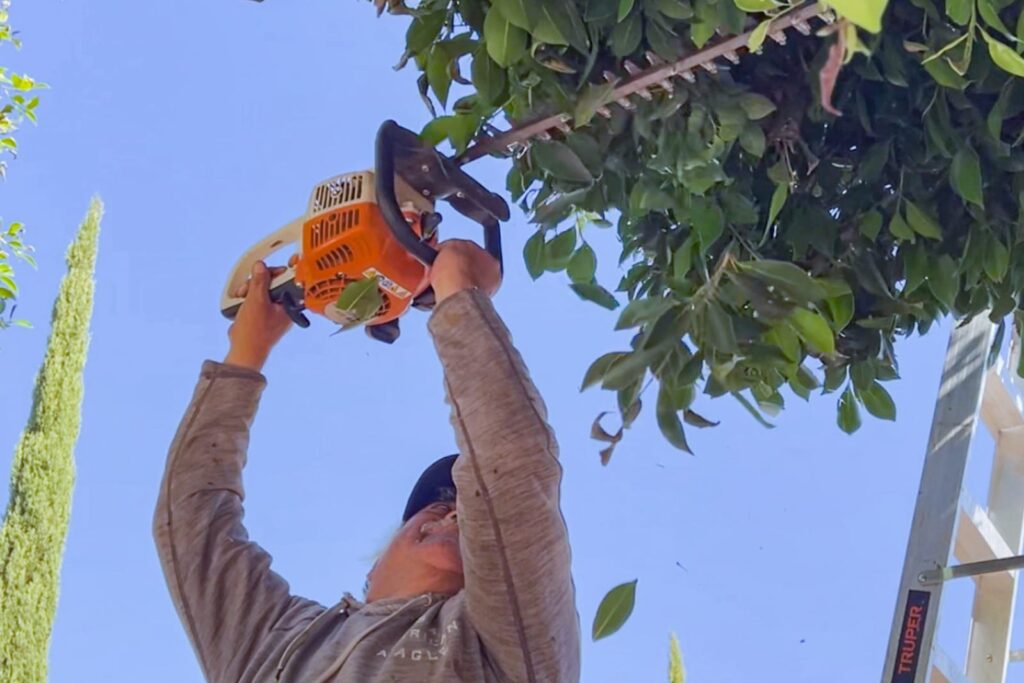 AYUNTAMIENTO DE TLAXCALA EMBELLECE LA PLAZA JUÁREZ CON JORNADA DE PODA