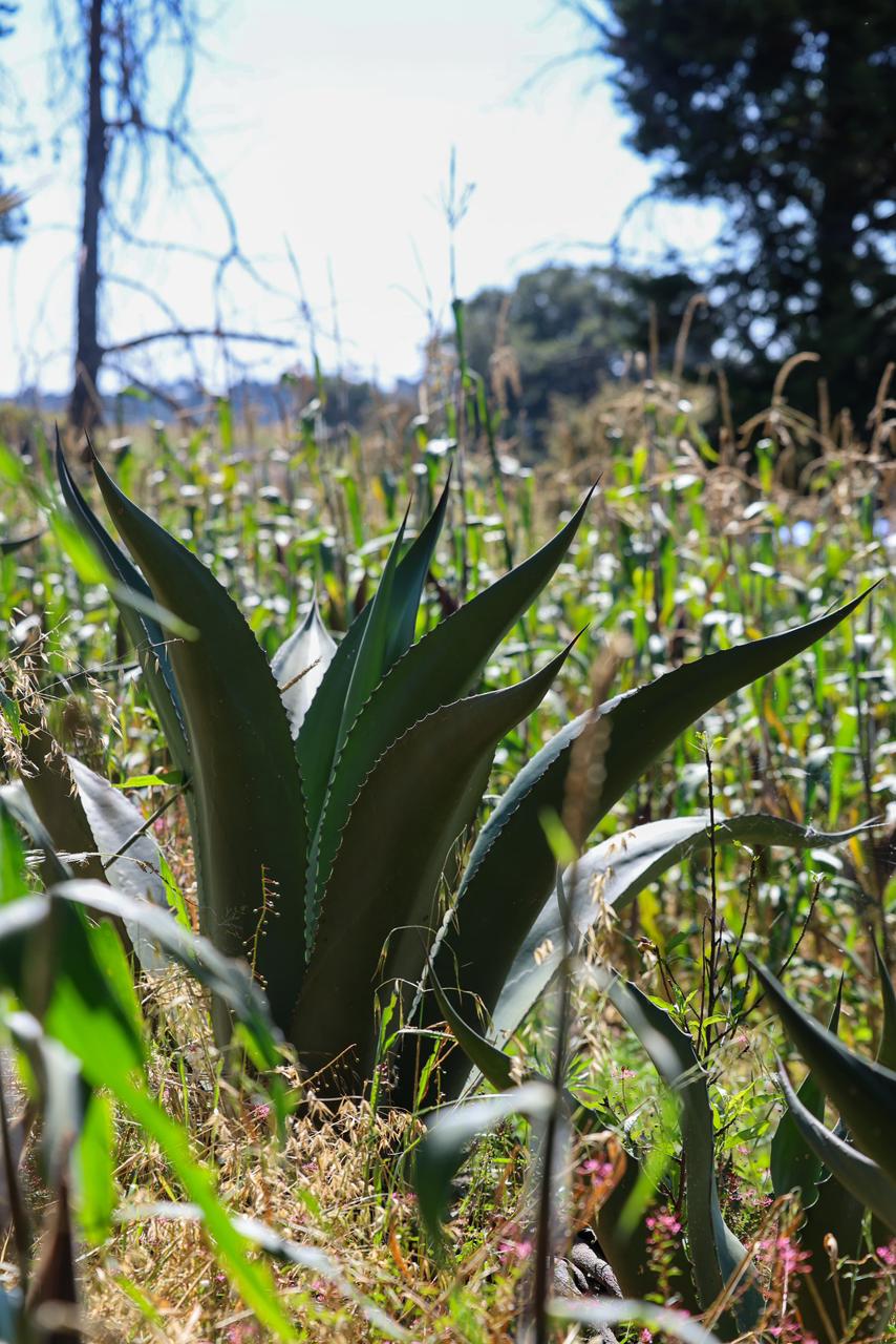 TLAXCALA CUMPLE CON EL CAMPO: COMERCIALIZACIÓN DE MAÍZ BLANCO TENDRÁ SUBSIDIOS ESTATALES EN 2026