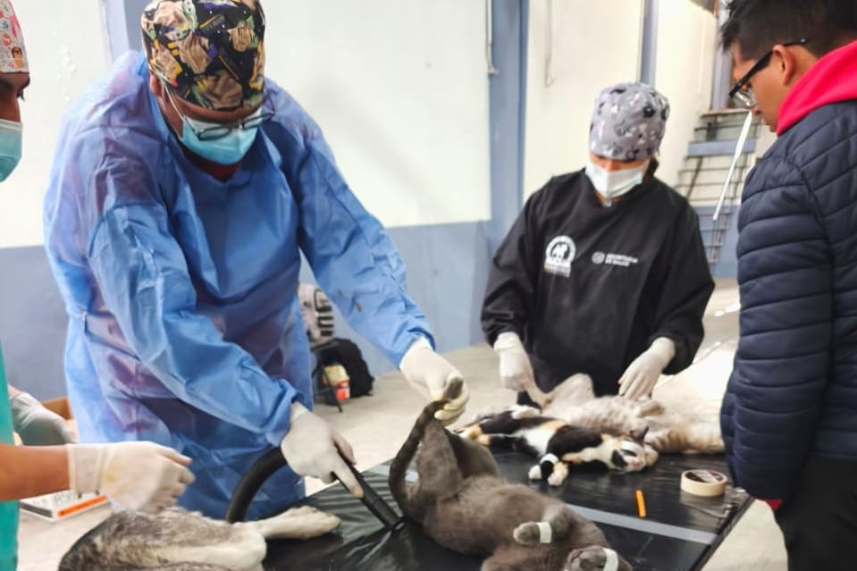 AYUNTAMIENTO DE TLAXCALA Y SESA ALISTAN LA PRIMERA JORNADA DE ESTERILIZACIÓN CANINA Y FELINA DE 2026