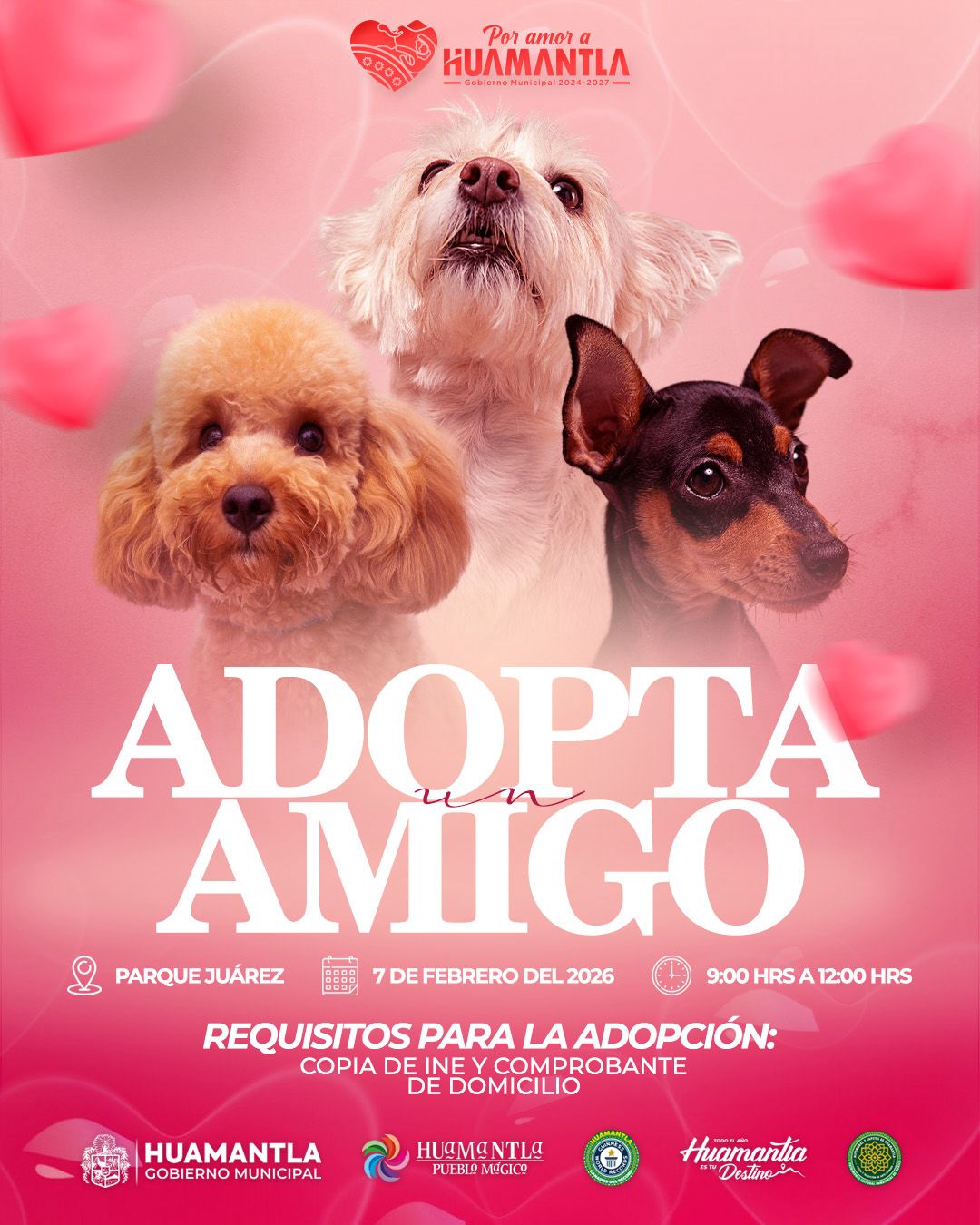 Invita Ayuntamiento de Huamantla a sumarse a la campaña de adopción canina y felina “Adopta un amigo”