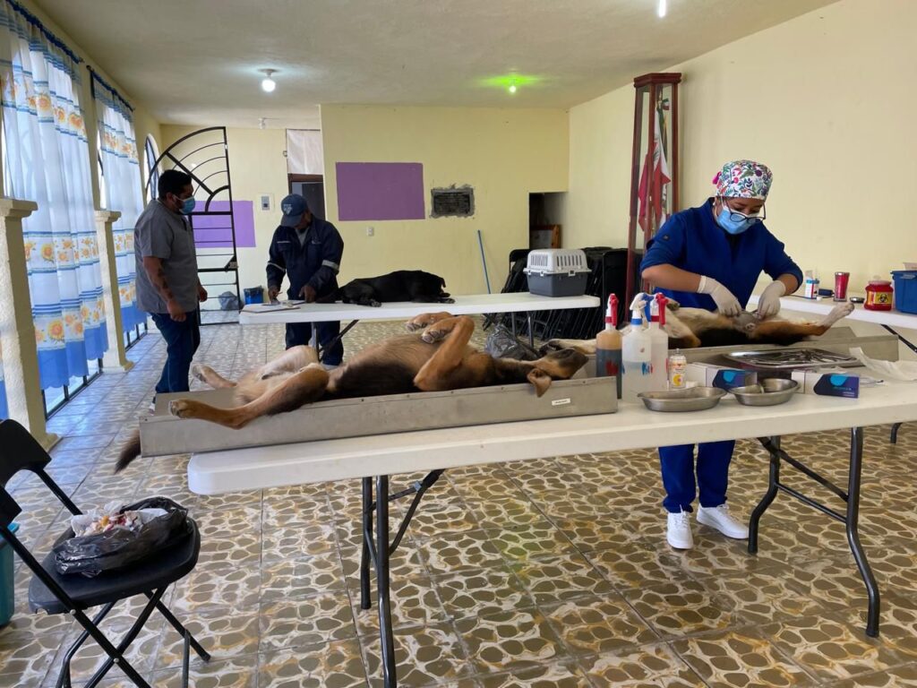 GOBIERNO MUNICIPAL DE HUAMANTLA FORTALECE EL BIENESTAR ANIMAL CON JORNADAS DE ESTERILIZACIÓN