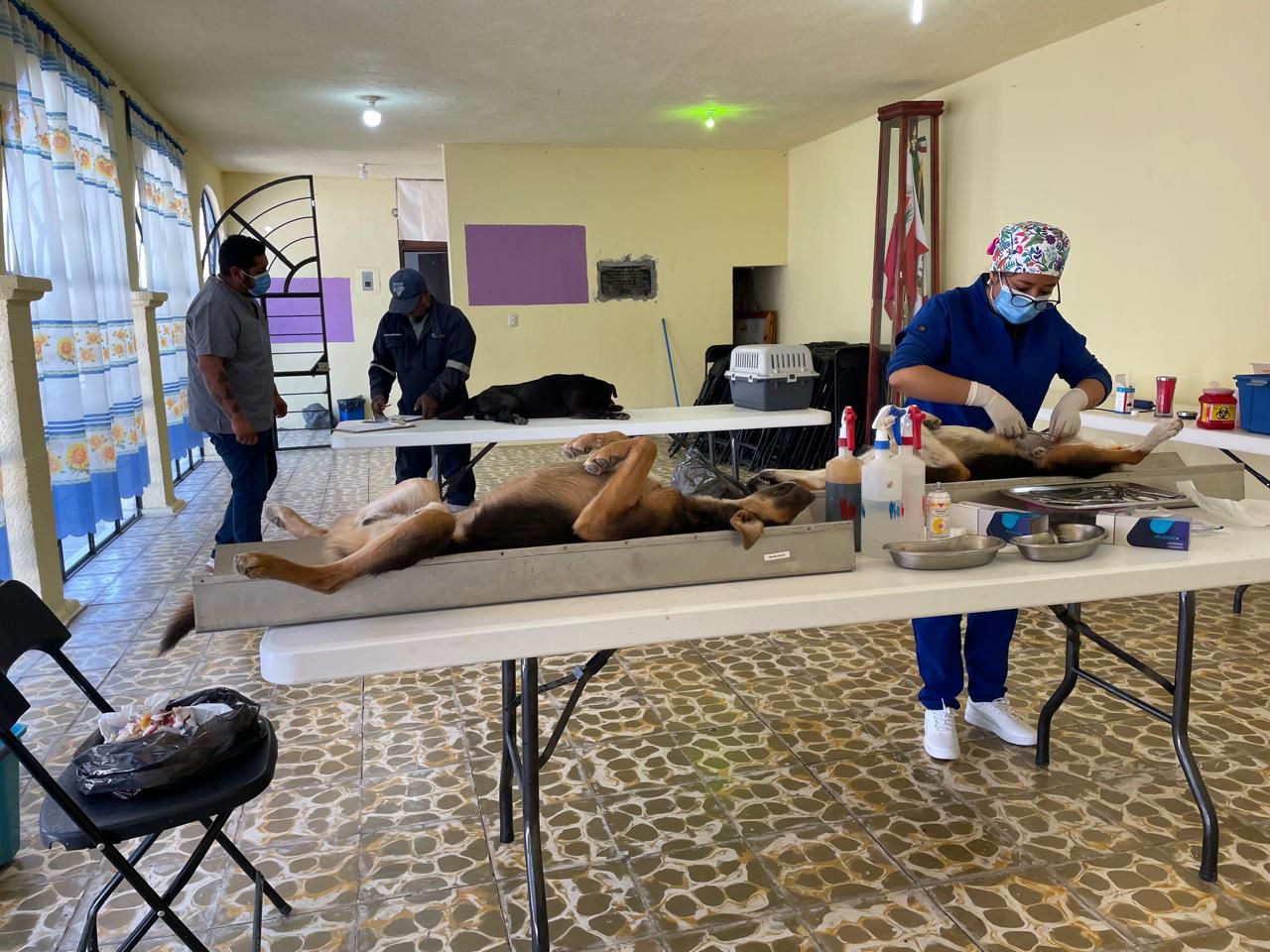GOBIERNO MUNICIPAL DE HUAMANTLA FORTALECE EL BIENESTAR ANIMAL CON JORNADAS DE ESTERILIZACIÓN
