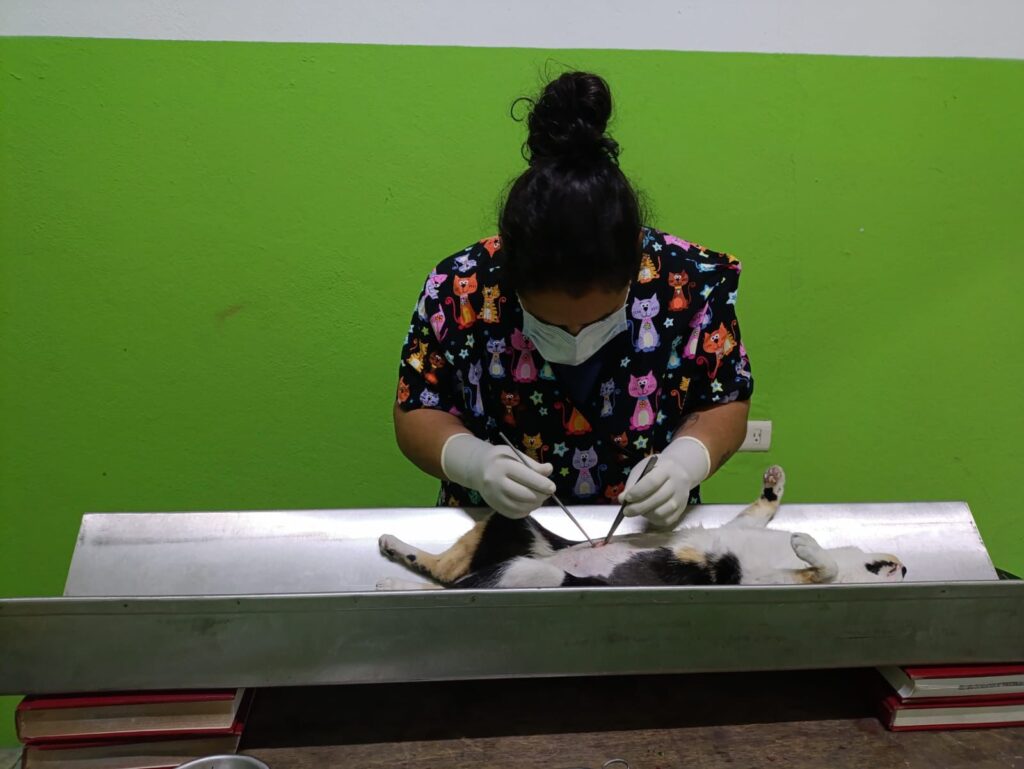 CONTINÚAN LAS JORNADAS DE ESTERILIZACIÓN EN HUAMANTLA PARA PROMOVER LA TENENCIA RESPONSABLE