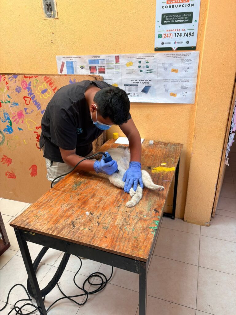 REALIZAN JORNADA DE ESTERILIZACIÓN EN EL PUEBLO DE GENERAL FRANCISCO VILLA; SE EFECTUARON 13 CIRUGÍAS