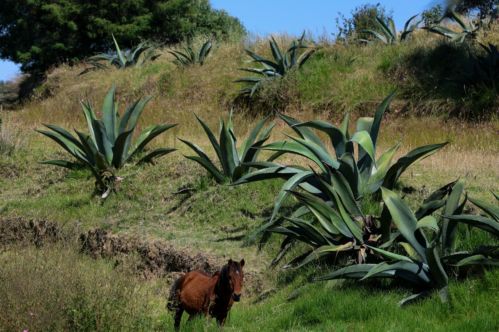 RECONOCEN AL PULQUE DE TLAXCALA COMO PRODUCTO CON INDICACIÓN GEOGRÁFICA