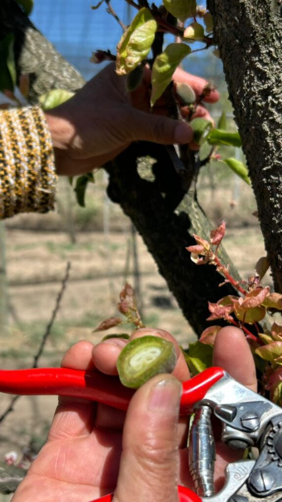 SECRETARÍA DE IMPULSO AGROPECUARIO EVALÚA POSIBLES DAÑOS EN HUERTAS DE DURAZNO EN ATLTZAYANCA