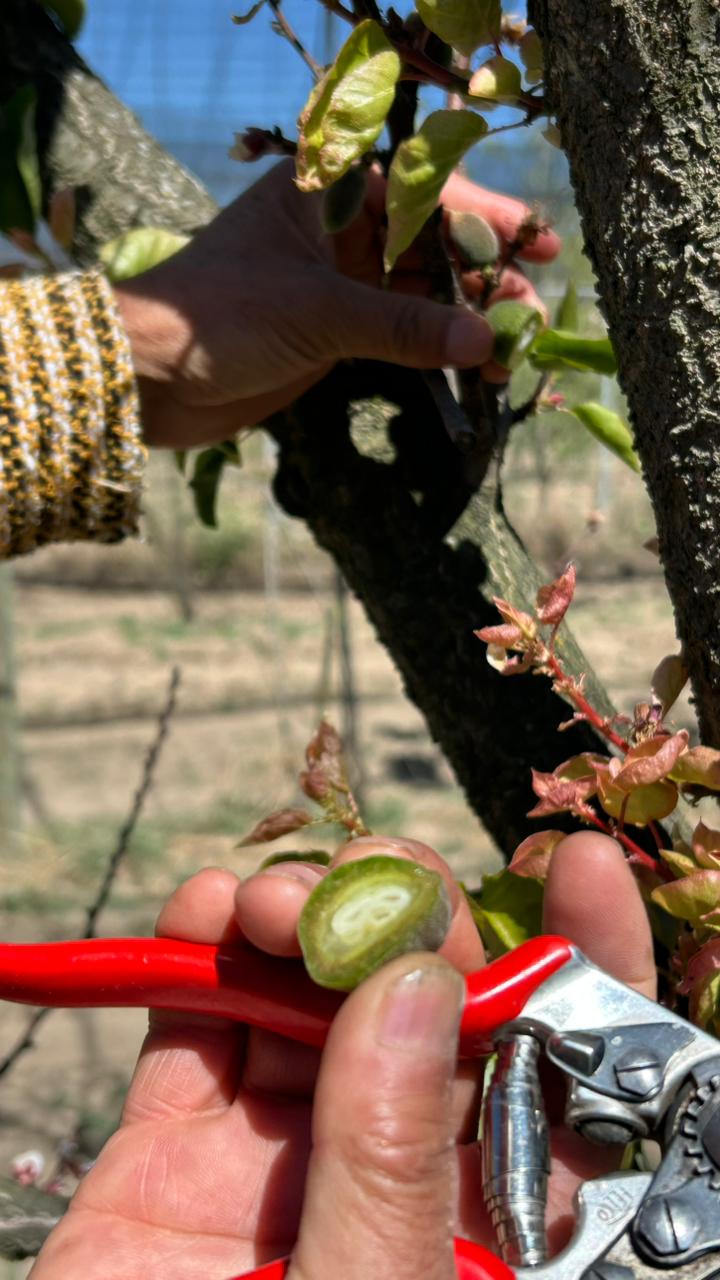 SECRETARÍA DE IMPULSO AGROPECUARIO EVALÚA POSIBLES DAÑOS EN HUERTAS DE DURAZNO EN ATLTZAYANCA