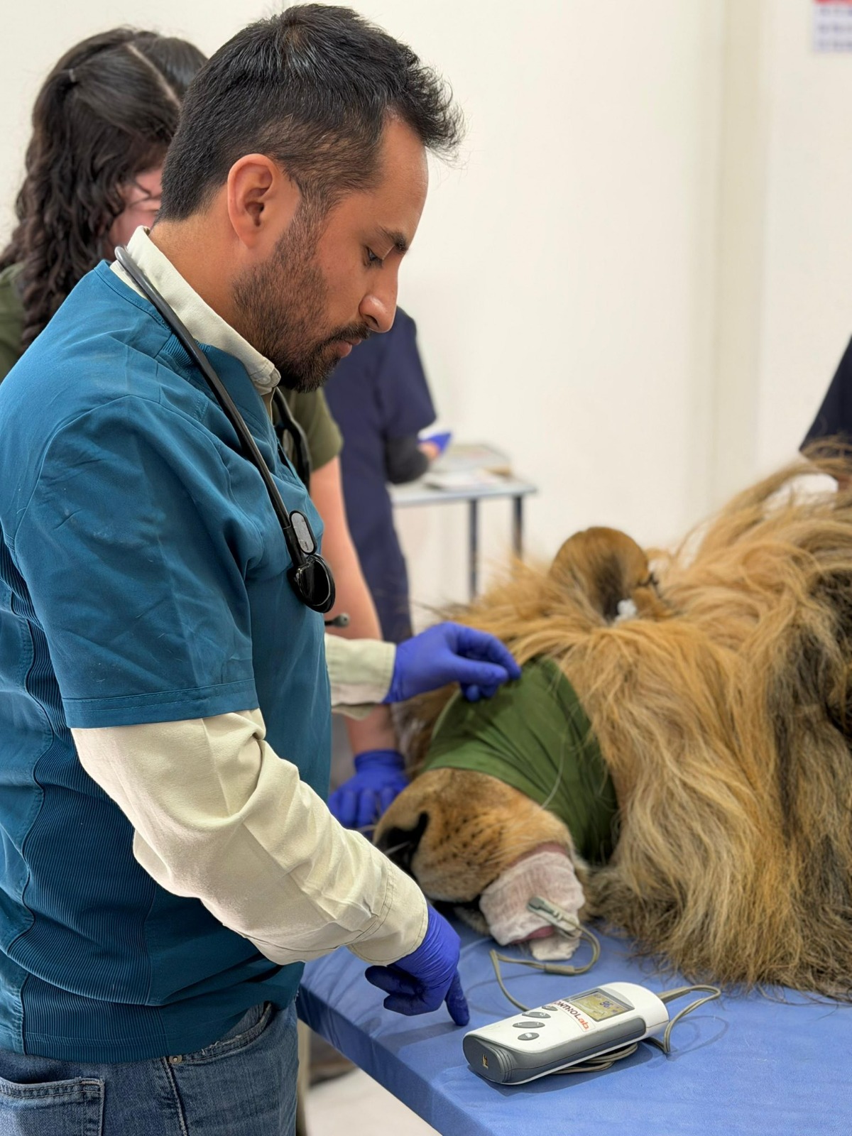 ESPECIALISTAS REALIZAN EVALUACIONES CLÍNICAS A FELINOS EN EL ZOOLÓGICO DEL ALTIPLANO