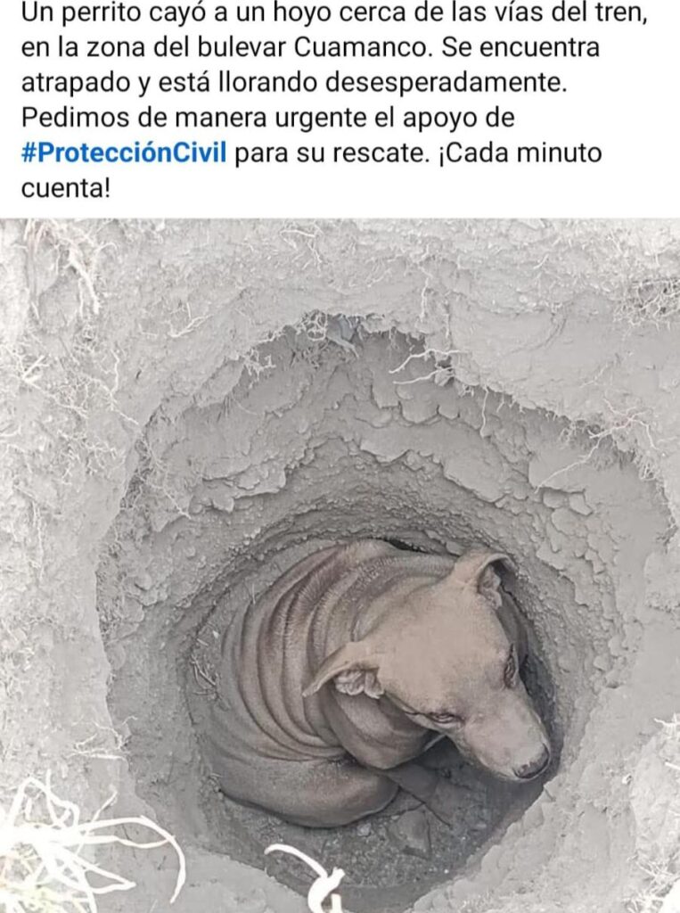 RESCATAN A CANINO ATRAPADO EN HUAMANTLA; LLAMAN A LA TENENCIA RESPONSABLE