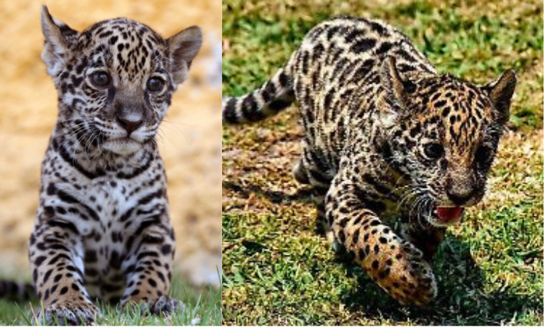 ¡UNA NUEVA VIDA QUE DA ESPERANZA! NACE “JULIETA”, LA JAGUAR QUE CONQUISTA TLAXCALA