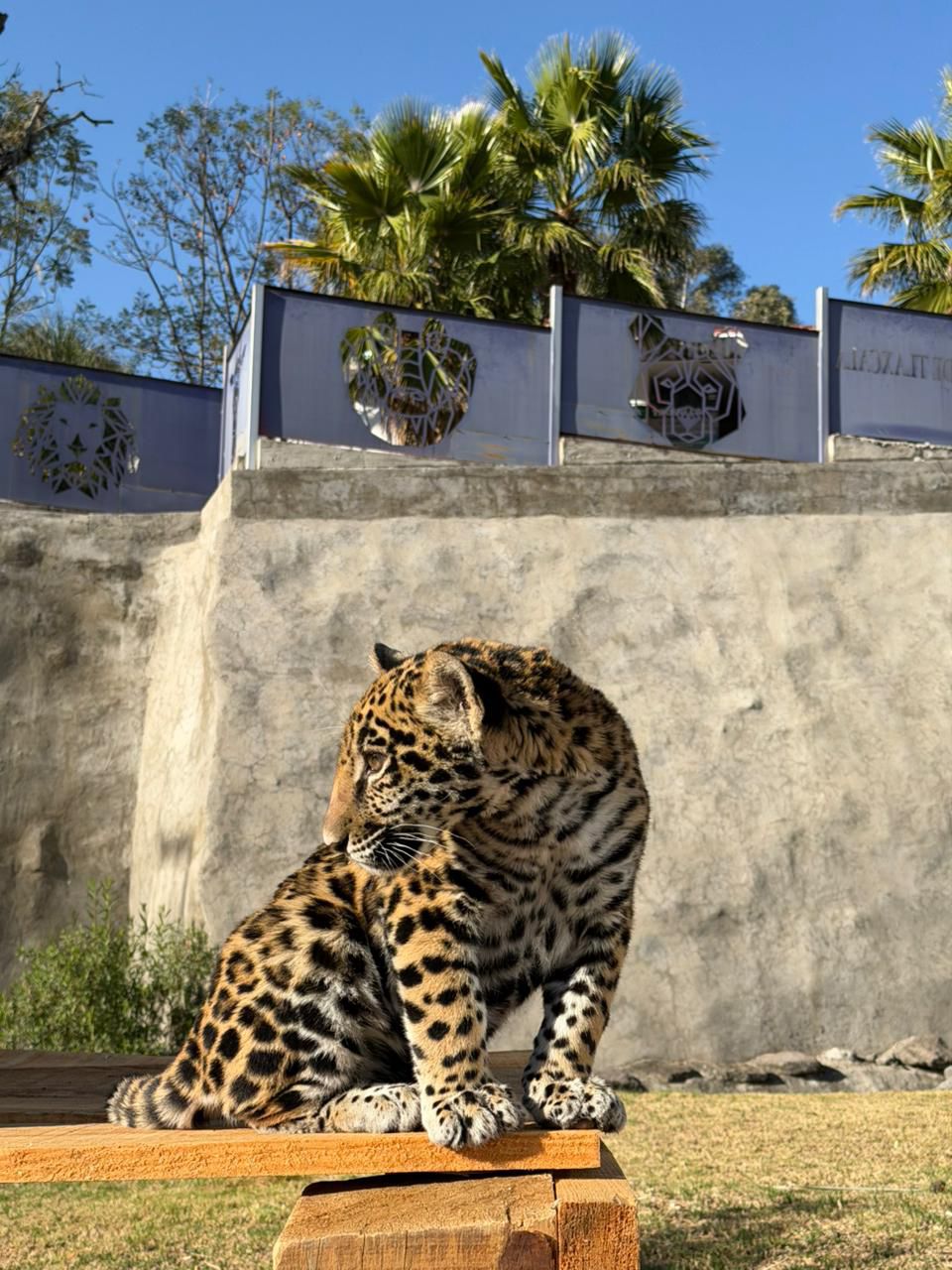 NACE CRÍA DE JAGUAR EN EL ZOOLÓGICO DEL ALTIPLANO; REFUERZA TLAXCALA ESTRATEGIA DE CONSERVACIÓN
