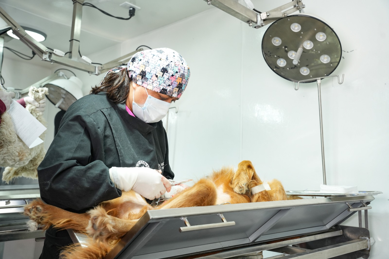 HABRÁ MÁS JORNADAS GRATUITAS DE ESTERILIZACIÓN EN LA CAPITAL TRAS ÉXITO DE PRIMERA CAMPAÑA IMPULSADA POR ALFONSO SÁNCHEZ