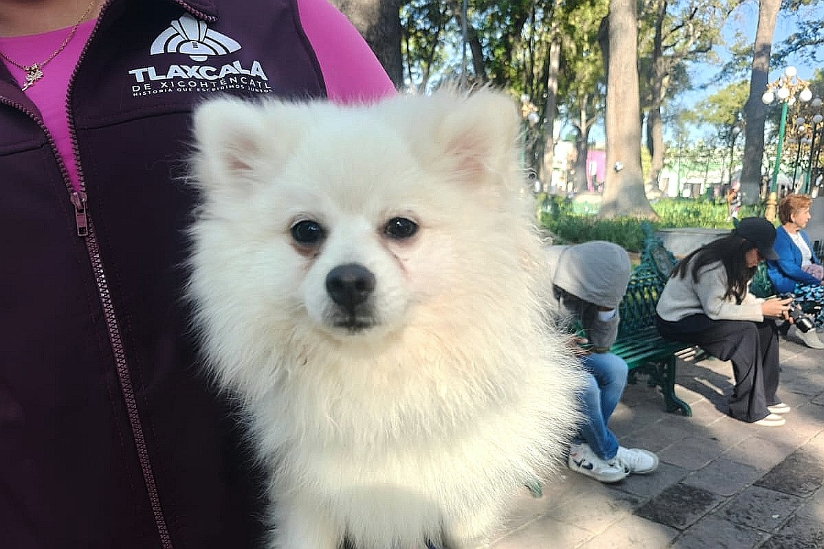 GOBIERNO DE ALFONSO SÁNCHEZ GARCÍA CONTINUARÁ CAMPAÑA DE ESTERILIZACIÓN CANINA Y FELINA EL 22 DE MAYO