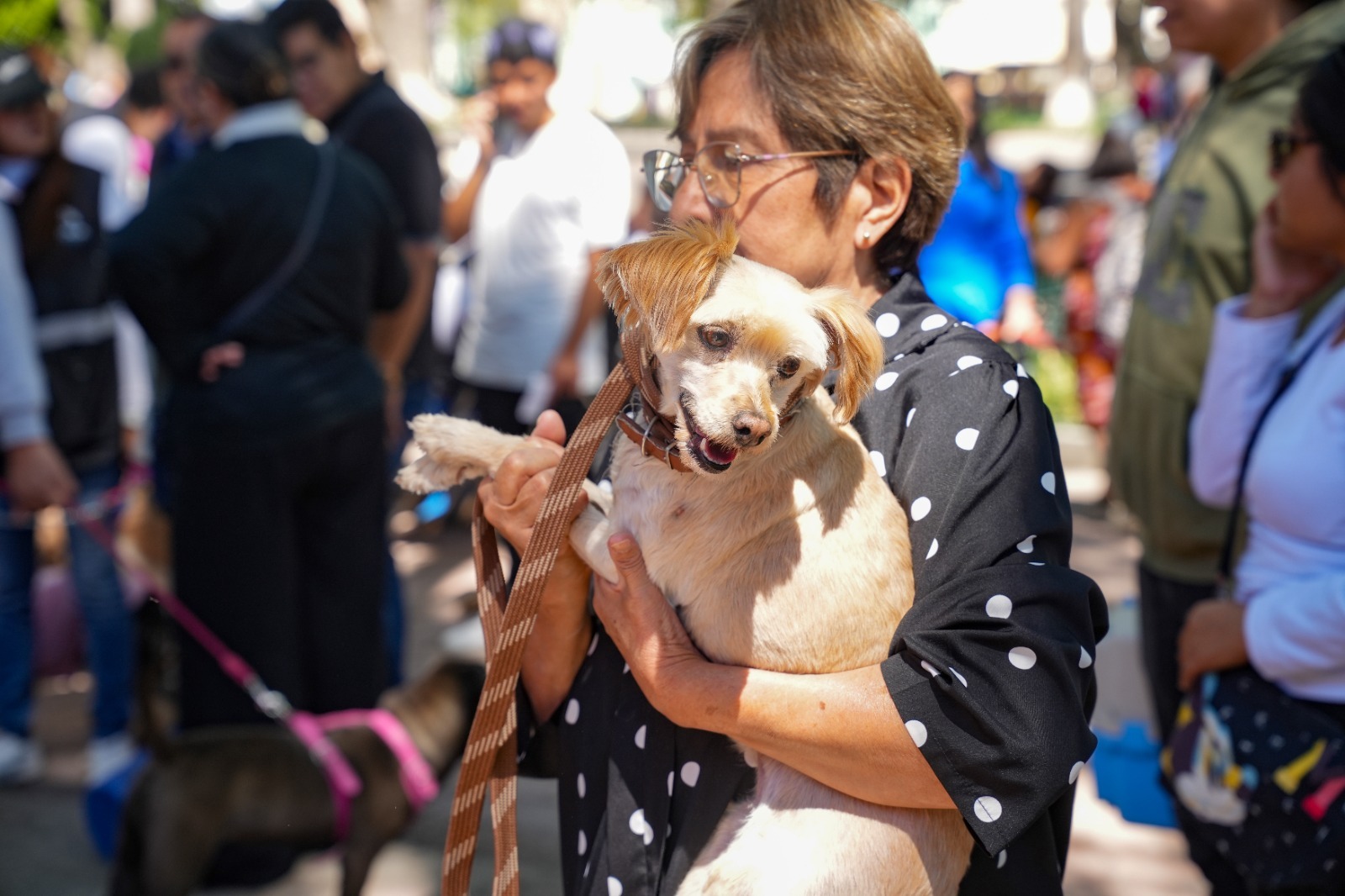 AYUNTAMIENTO DE TLAXCALA Y SESA ACERCARÁN EN JULIO NUEVA CAMPAÑA GRATUITA DE ESTERILIZACIÓN Y VACUNACIÓN CANINA Y FELINA