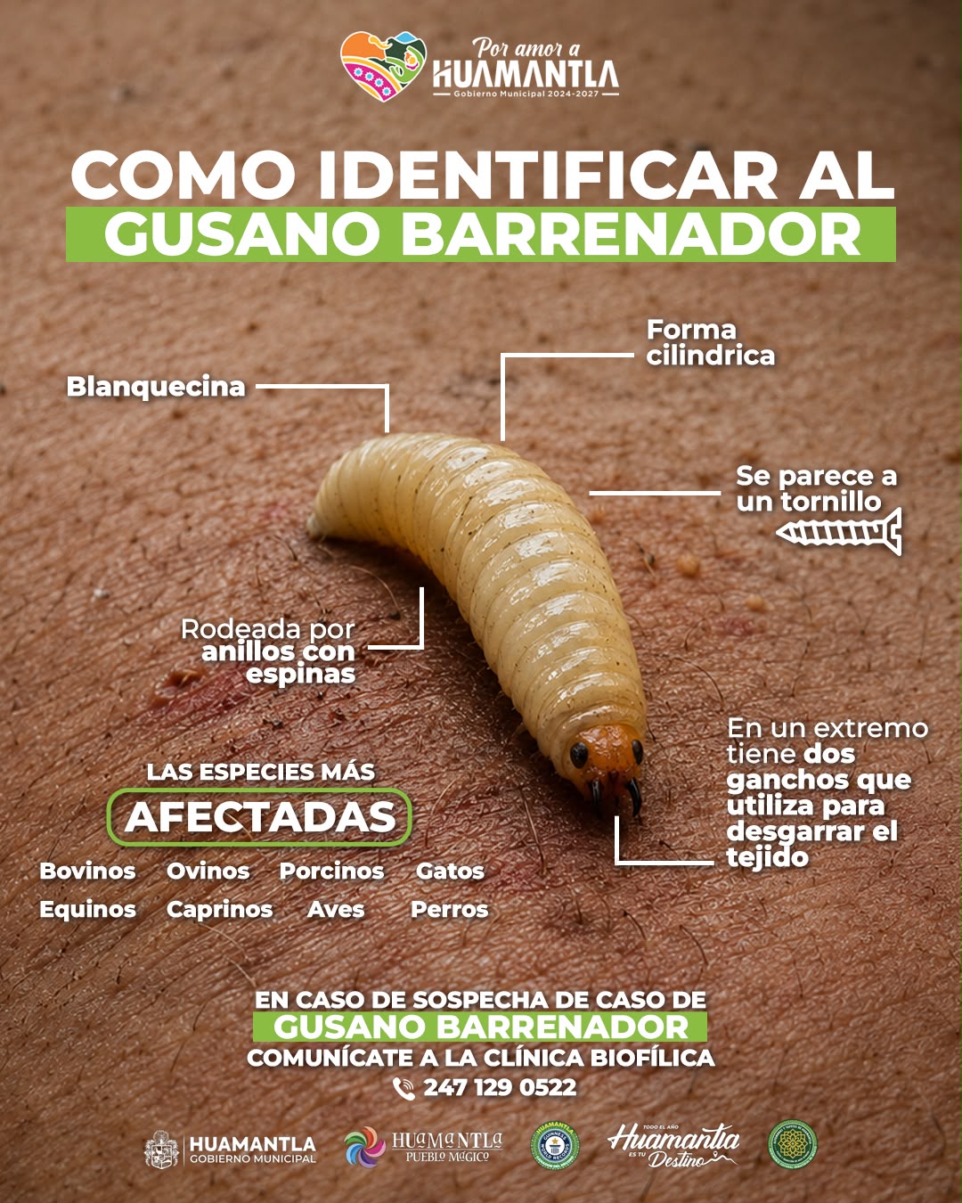 LLAMAN A LA POBLACIÓN A PROTEGER A PERROS Y GATOS ANTE EL RIESGO DE GUSANO BARRENADOR