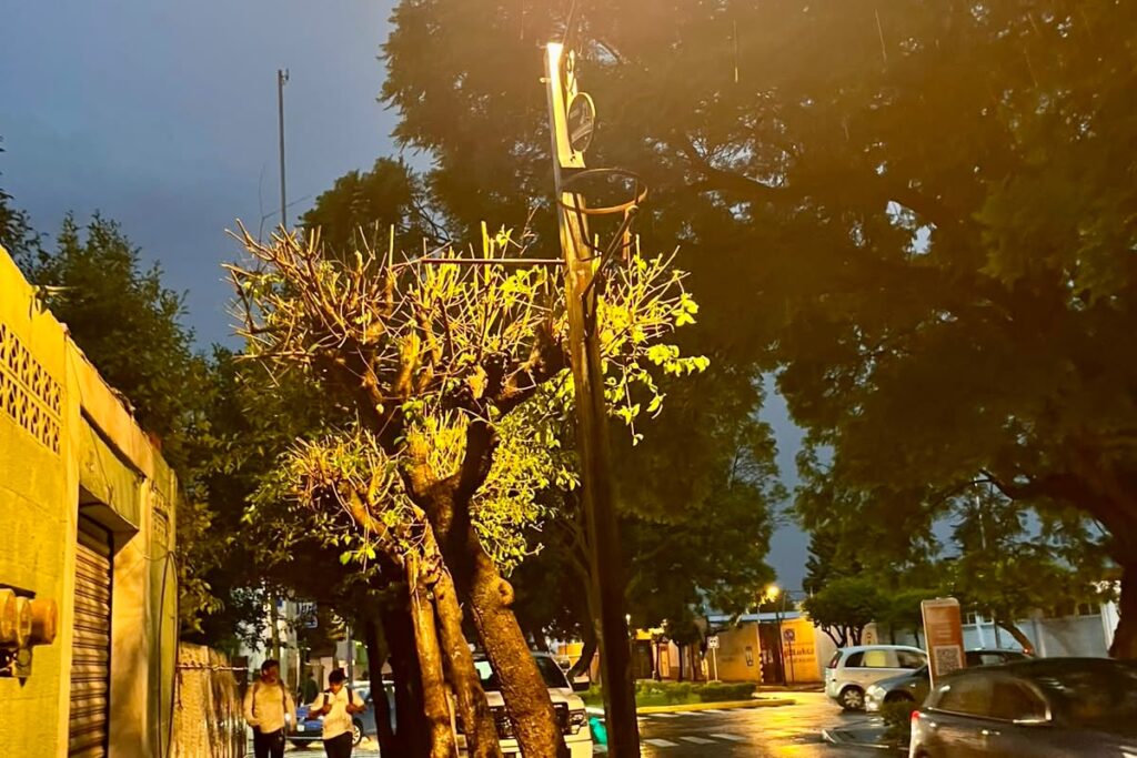 ¡Más luz, más seguridad! #MásTerritorio rehabilita alumbrado y realiza poda en el bulevar Mariano Sánchez