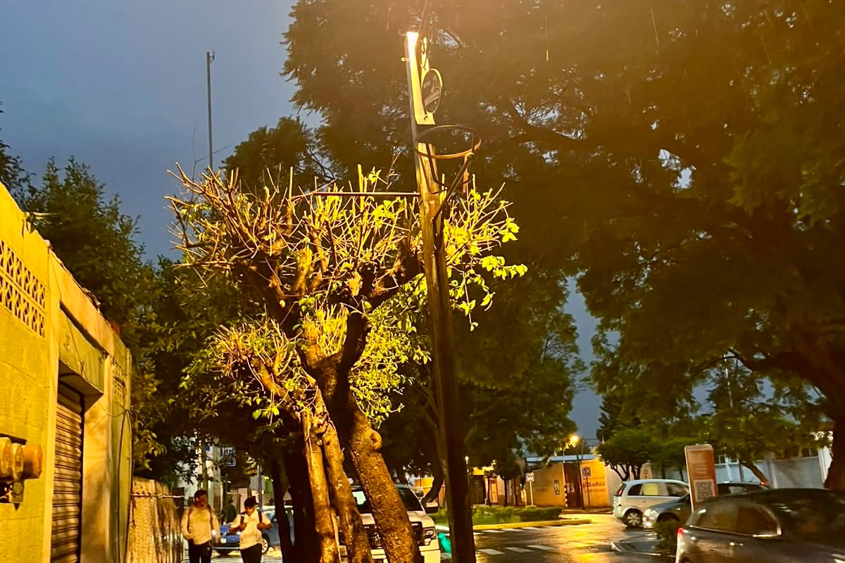¡Más luz, más seguridad! #MásTerritorio rehabilita alumbrado y realiza poda en el bulevar Mariano Sánchez