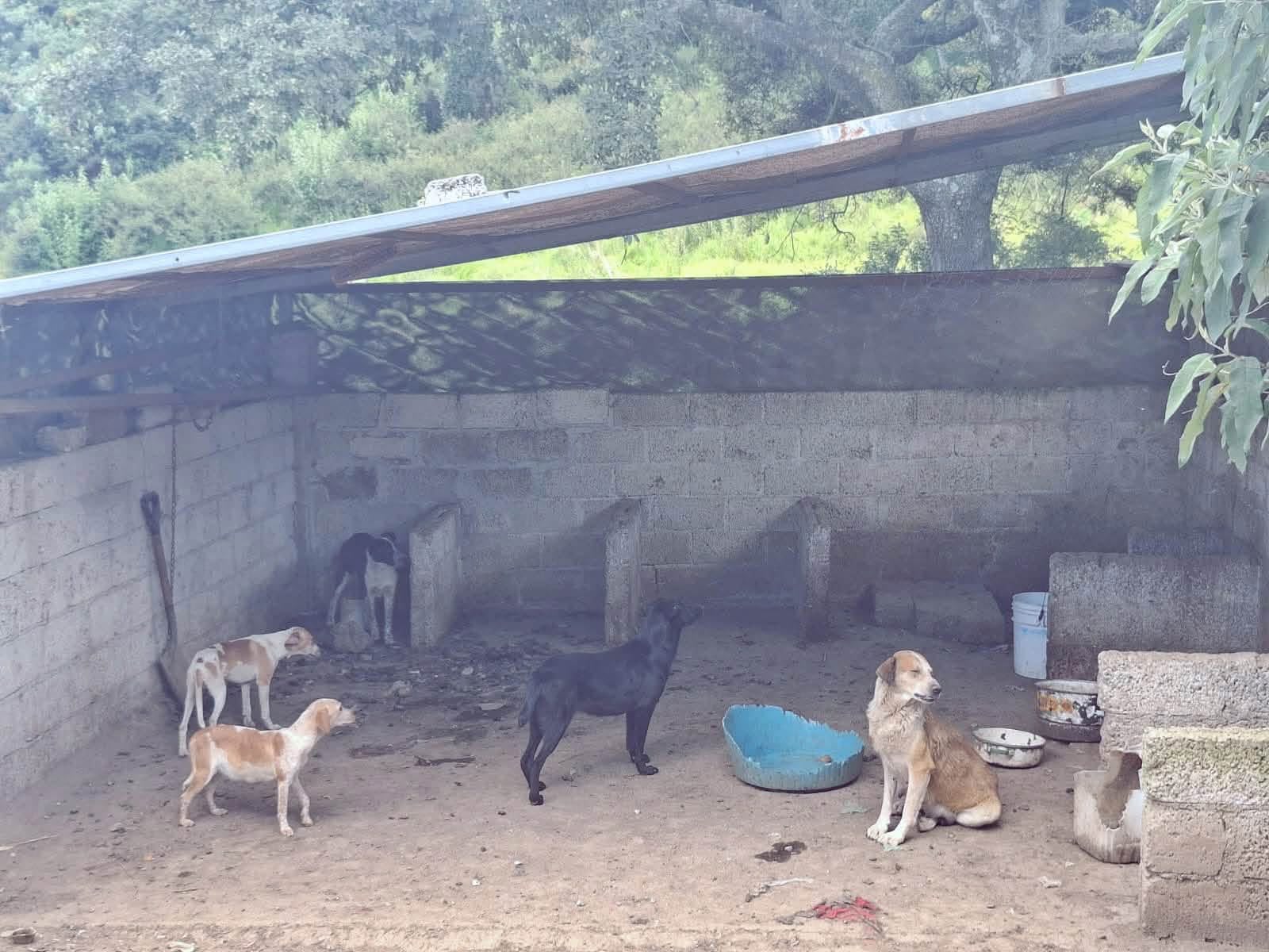 PROPAET atiende denuncia por maltrato animal y rescata a 15 caninos en Calpulalpan