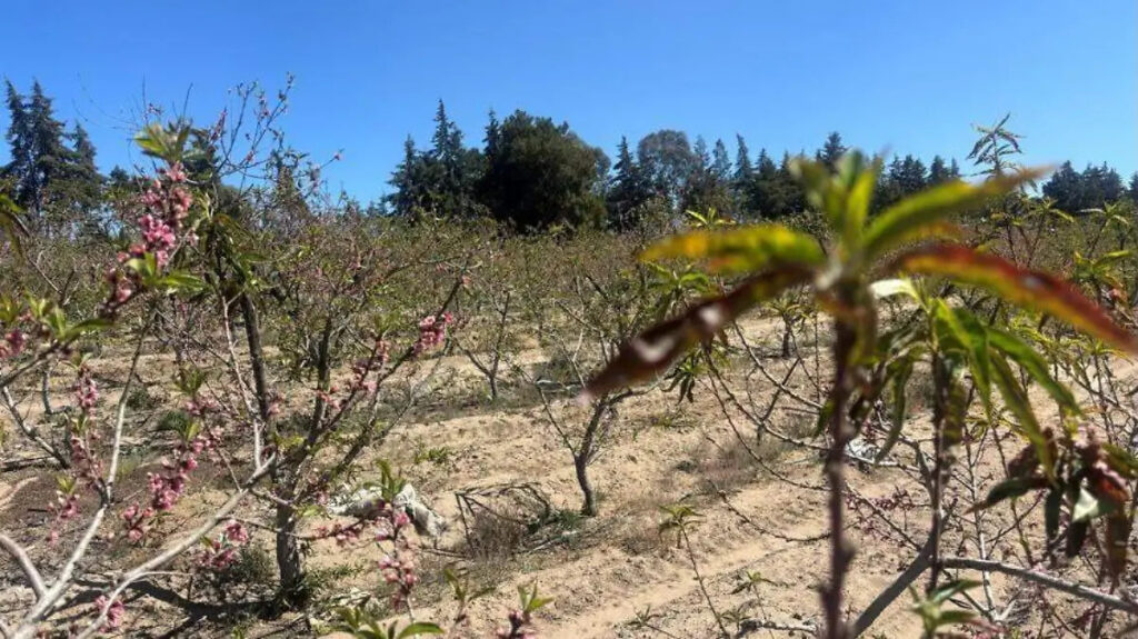 RESPALDA GOBIERNO ESTATAL A PRODUCTORES DE DURAZNO CON INDEMNIZACIONES DEL SEGURO AGRÍCOLA