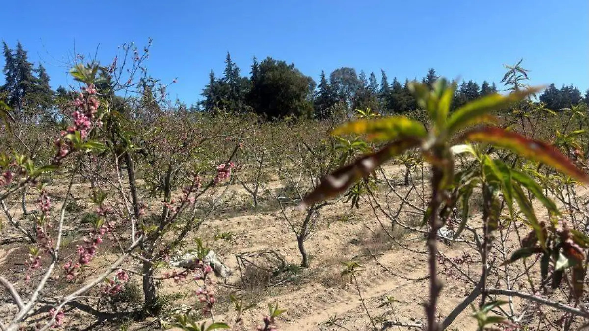 RESPALDA GOBIERNO ESTATAL A PRODUCTORES DE DURAZNO CON INDEMNIZACIONES DEL SEGURO AGRÍCOLA