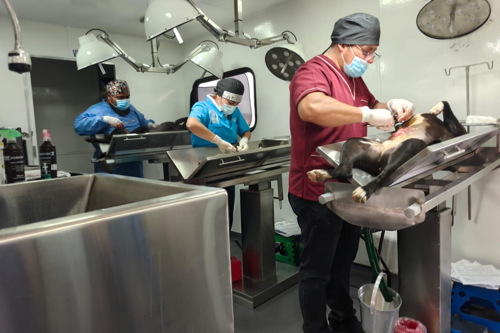 AYUNTAMIENTO DE TLAXCALA CIERRA CON ÉXITO CAMPAÑA DE BIENESTAR ANIMAL; REALIZA 705 ESTERILIZACIONES