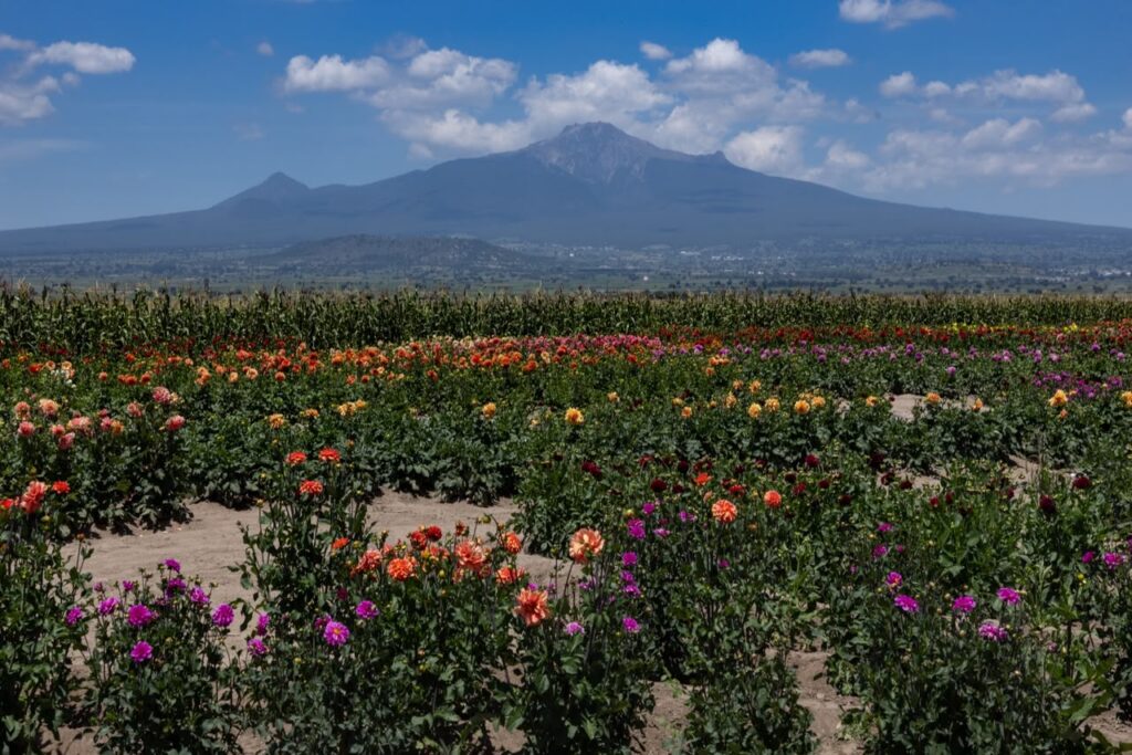 Huamantla florece con el orgullo de México en el Día Nacional de la Dalia