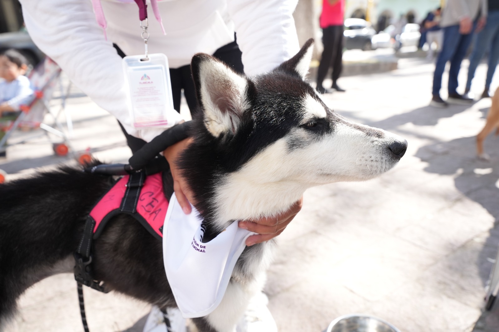 AYUNTAMIENTO DE TLAXCALA LLAMA A CONTINUAR CON EL FORTALECIMIENTO DEL CUIDADO DE LAS MASCOTAS