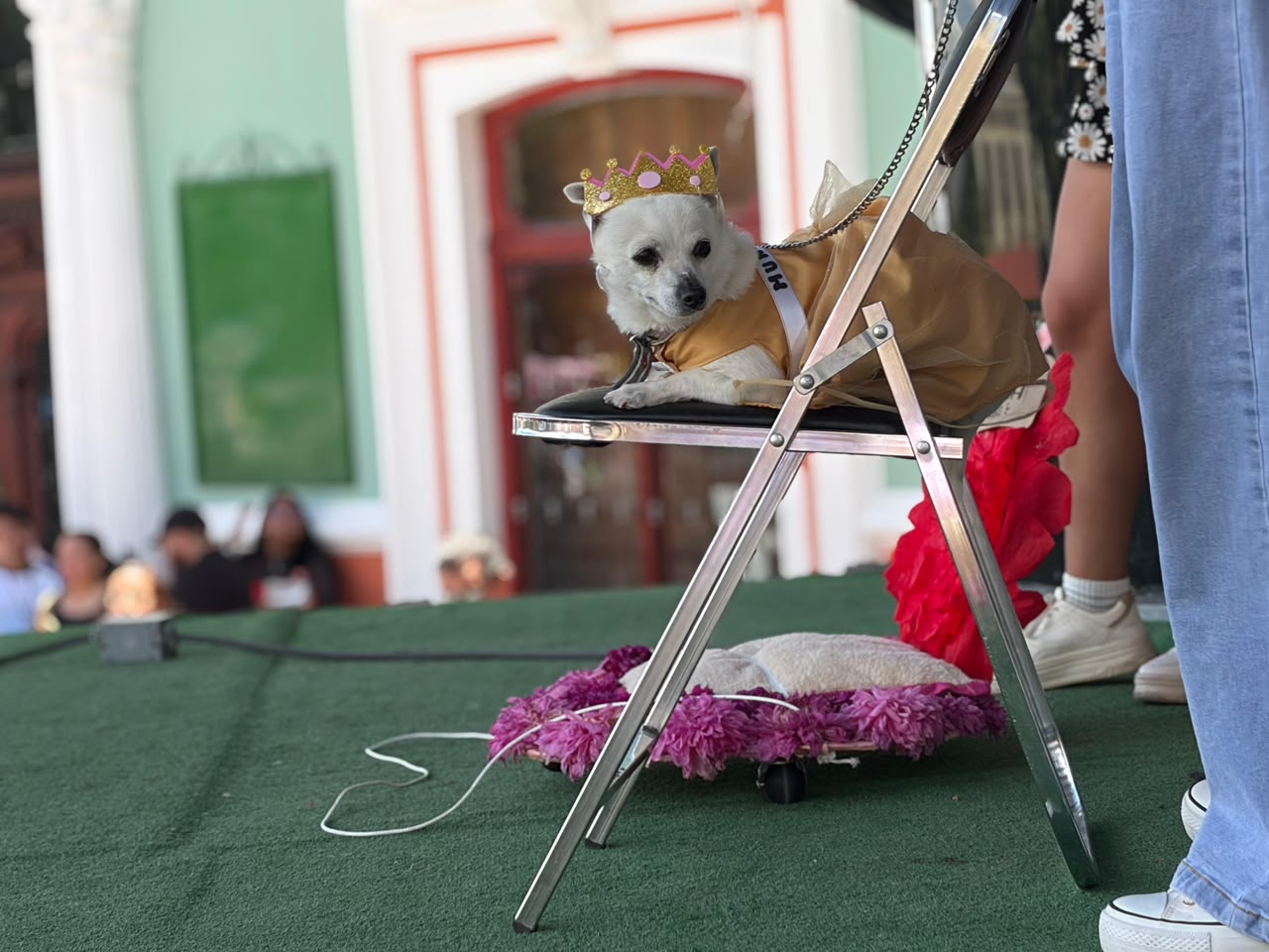 PERRITOS LLENAN DE TRADICIÓN Y COLOR CON LA EXPO CANINA EN LA FERIA