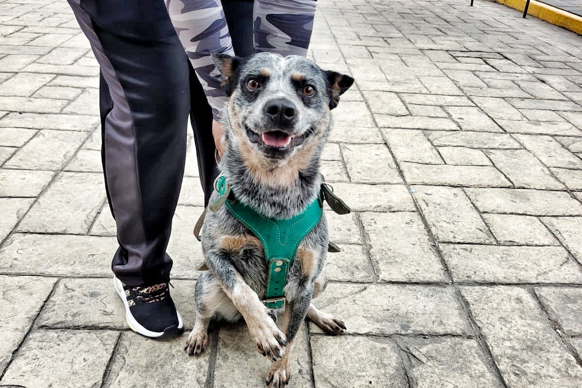 AYUNTAMIENTO DE TLAXCALA ACERCARÁ SERVICIOS DE SALUD ANIMAL A SAN GABRIEL CUAUHTLA Y TIZATLÁN EN SEPTIEMBRE