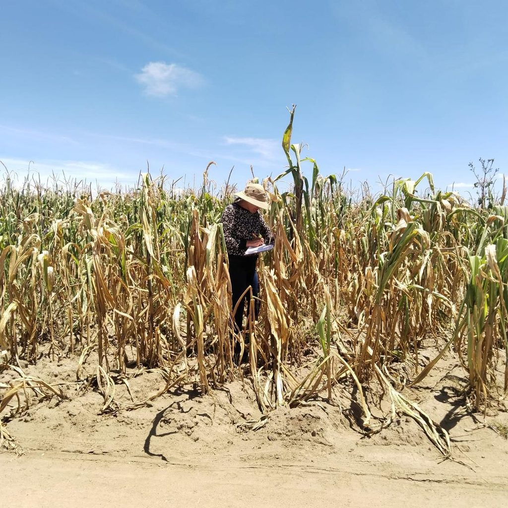 GOBIERNO ESTATAL MANTIENE ATENCIÓN A PRODUCTORES AFECTADOS POR SEQUÍA.