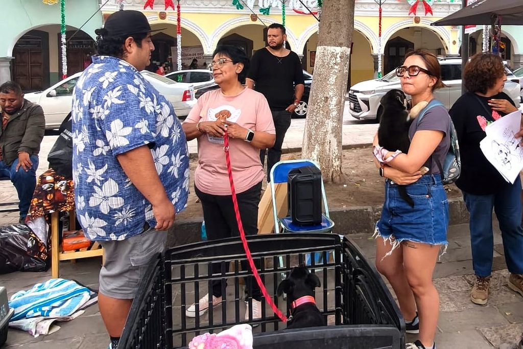LOGRA JORNADA DE ADOPCIÓN DEL AYUNTAMIENTO DE TLAXCALA Y FUNDACIÓN ÁNGELES DE GALATEA NUEVO HOGAR PARA 10 PERROS Y DOS GATOS