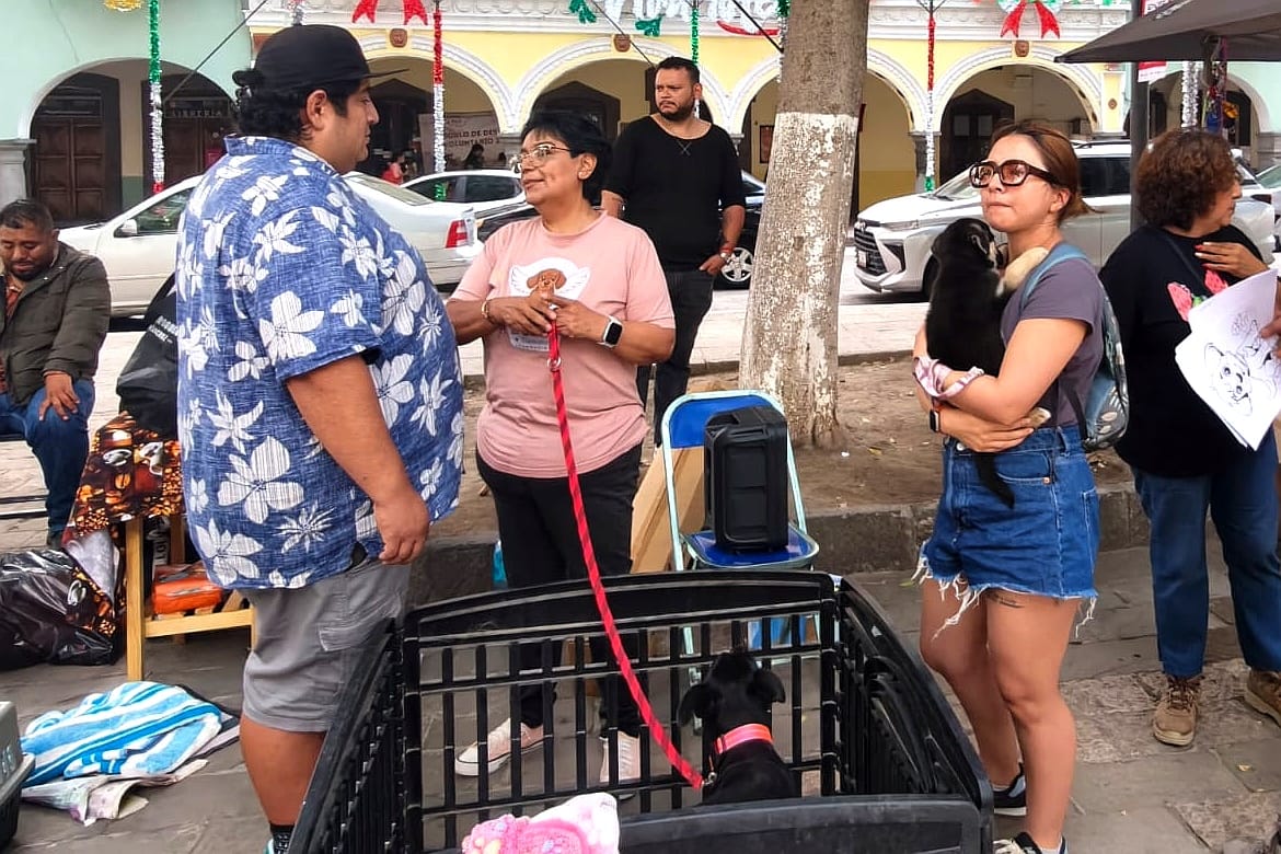 LOGRA JORNADA DE ADOPCIÓN DEL AYUNTAMIENTO DE TLAXCALA Y FUNDACIÓN ÁNGELES DE GALATEA NUEVO HOGAR PARA 10 PERROS Y DOS GATOS