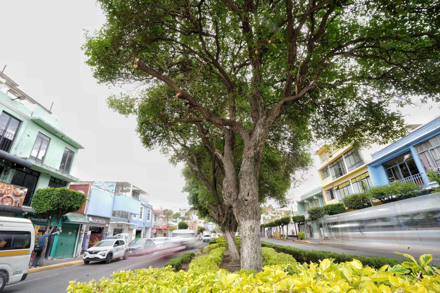AYUNTAMIENTO DE TLAXCALA REALIZA PODA DE JACARANDAS PARA MEJORAR IMAGEN URBANA Y SEGURIDAD EN BULEVAR MARIANO SÁNCHEZ