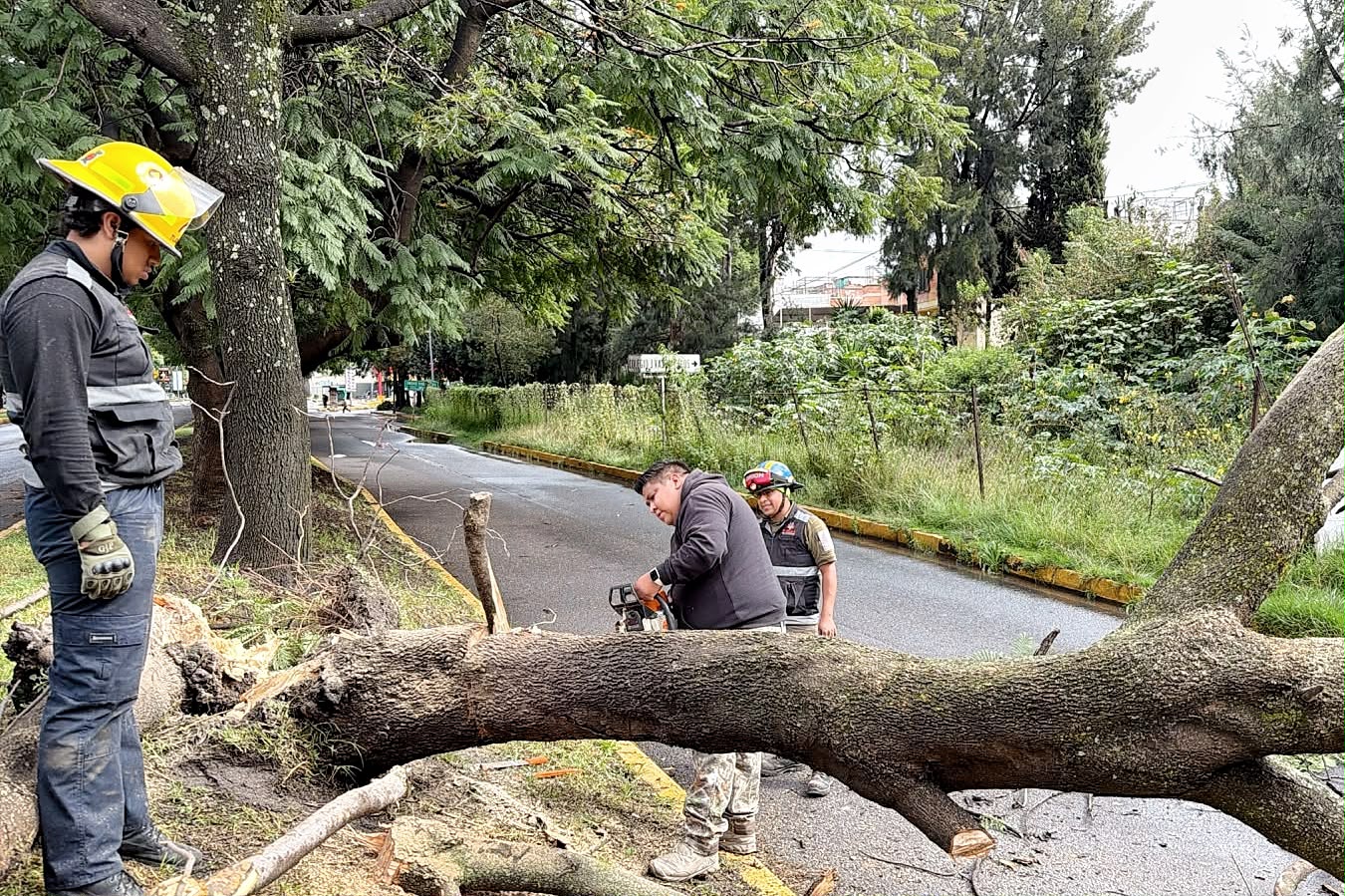 ÁREAS DEL AYUNTAMIENTO DE TLAXCALA ATIENDEN CAÍDA DE ÁRBOL EN LA CARRETERA TLAXCALA-PUEBLA